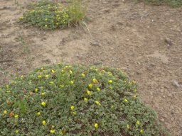 Leobordea divaricata